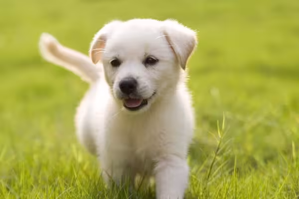 Como resistir a um filhote de Labrador?