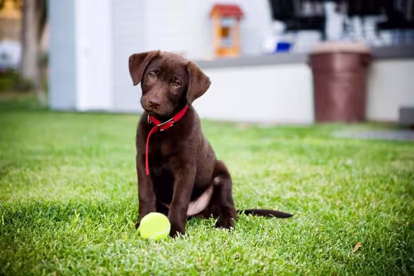 O cachorro Labrador filhote adora brincadeiras