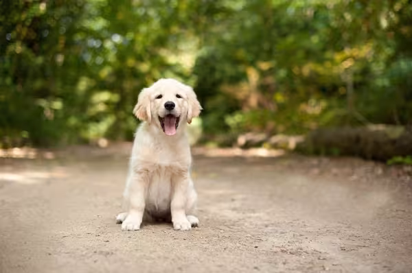 O Labrador filhote leva cerca de 2 anos pra atingir a fase adulta