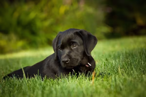 O Labrador filhote preto tem uma pelagem muito bonita e sedosa