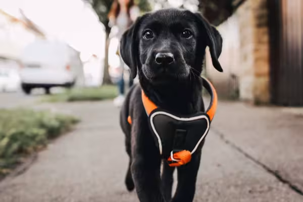 O filhote de Labrador gosta de sair para passear