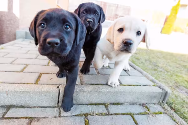 Oi humanos que tal levar a gente para passear