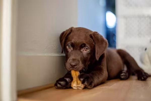 O filhote de Labrador gosta muito de brinquedinhos para morder