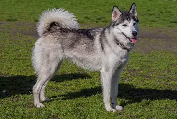 Prata e branco são outras possíveis cores de Husky Siberiano