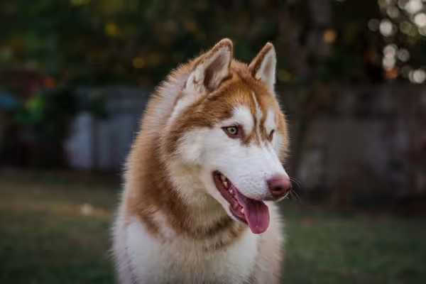 O Husky Siberiano cobre e branco tem muito charme