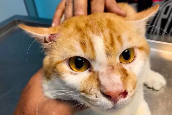 Feridas em gatos podem ser decorrentes da esporotricose felina. Preste atenção no surgimento de machucadinhos no pelo e no rosto de seu animal