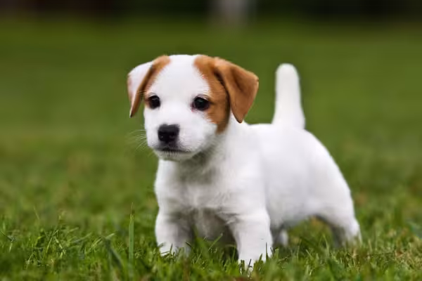 Jack Russell Terrier: filhote da raça é curioso e muito esperto