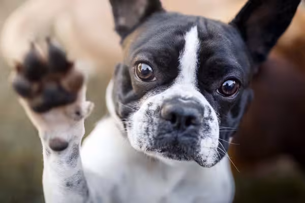 Já o Bulldog Francês tem a pelagem de cachorro curta e lisa