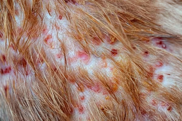 A hipotricose congênita felina pode desencadear descamações e manchas vermelhas no corpo do animal