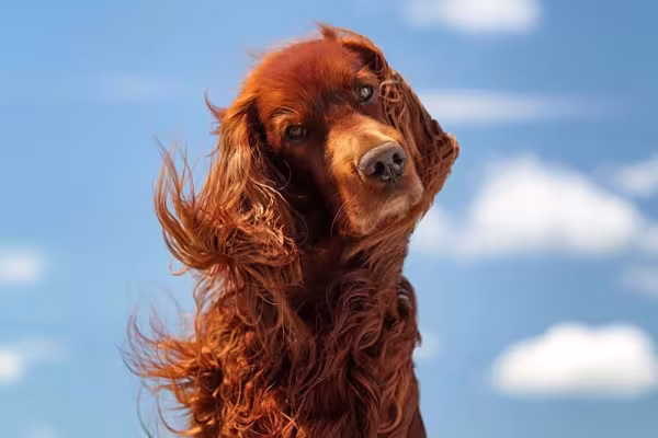 Setter Irlandês com pelos ao vento e céu ao fundo