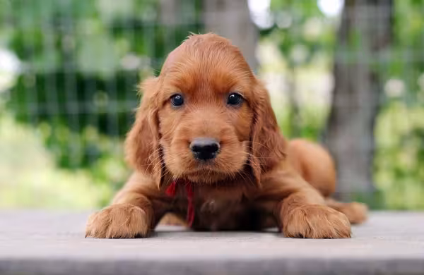 Filhote de Setter Irlandês deitado olhando para frente