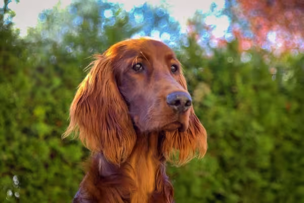Setter Irlandês olhando para o lado direito com arbustos de fundo