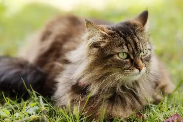 Já a orelha do gato Maine Coon é grande e pontuda no formato de triângulo