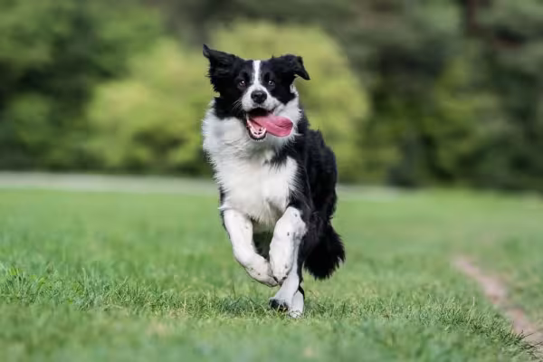 O Border Collie branco com preto é o padrão de pelagem mais popular da raça