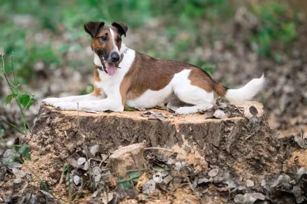 O Fox Terrier pelo duro tem a pelagem mais curta