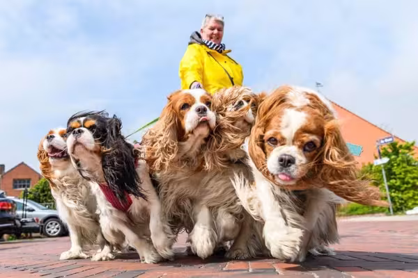 Cavalier King Charles Spaniel: canil para compra do animal deve ser averiguado com cautela para não financiar os maus-tratos