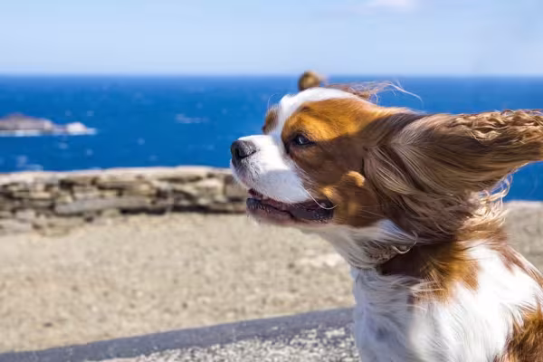 A pelagem volumosa e com ondulações do cachorro Cavalier King deixa ele com um charme inconfundível