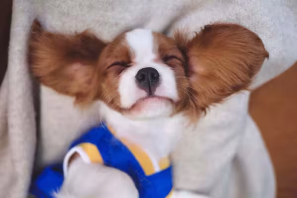 Cavalier King Charles Spaniel: só o nome que é de gente grande, pois a raça é bem pequena