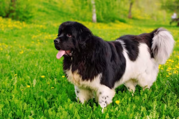 Raça Terra Nova: uma das variações de cores do cachorro é preto com branco