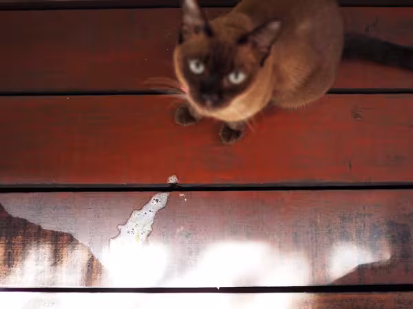 Já o gato vomitando espuma branca pode ter relação com irritações no sistema digestivo, como a gastrite.