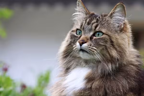 Norueguês da Floresta: preço vai depender de fatores como a cor e o sexo do animal