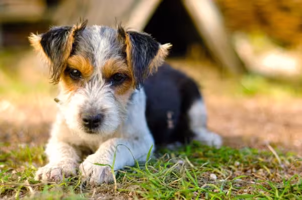O Fox Terrier de pelo duro é um charme!