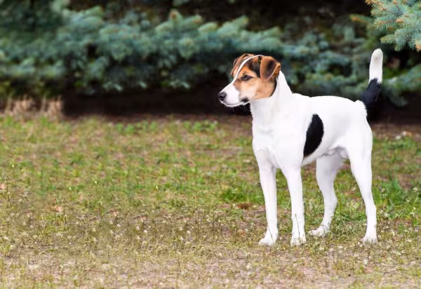 O Fox Terrier não gosta de passar muito tempo sozinho