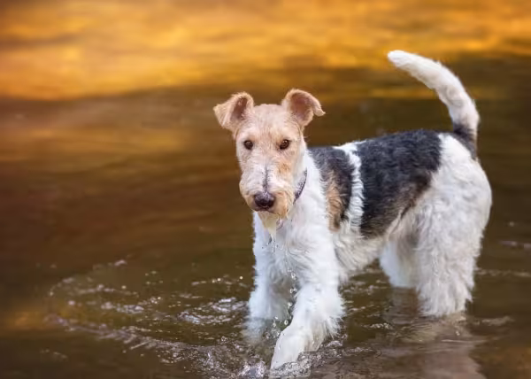 A raça Fox Terrier é cheia de energia e disposição