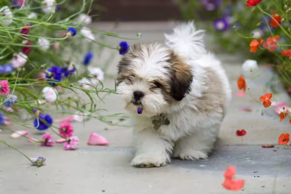 O filhote de Lhasa Apso é cheio de energia