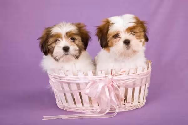 O cachorro Lhasa Apso filhote é super peludinho