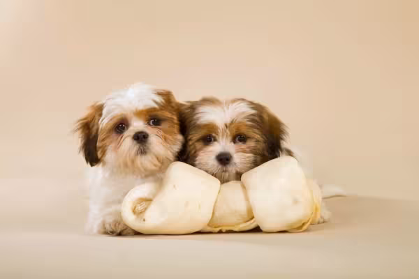 Filhote Lhasa Apso precisa de alguns cuidados