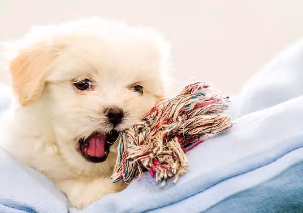 O Lhasa Apso filhote precisa de brinquedos adequados