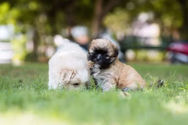 O filhote de cachorro Lhasa Apso pode ter várias cores diferentes
