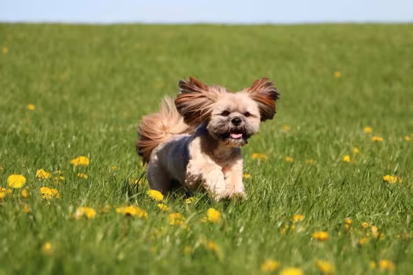 Já viu um filhote de Lhasa Apso mais feliz?