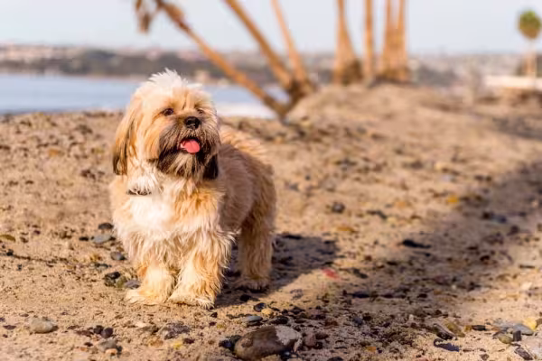 Fotos de Lhasa Apso filhote sempre melhoram o dia!