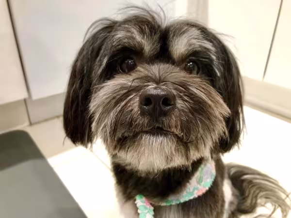 Oi humano do filhote de Lhasa Apso