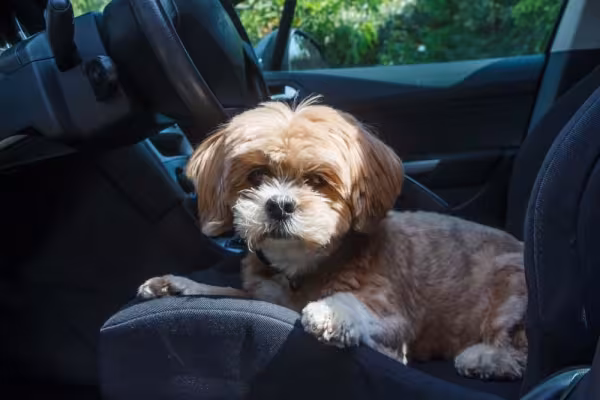 Vamos passear com o Filhote Lhasa Apso