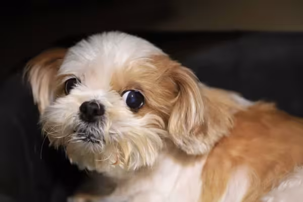 A socialização do filhote de Lhasa Apso é necessária
