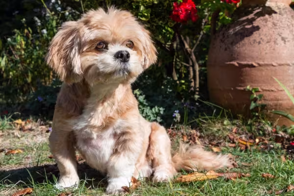 O adestramento do filhote de Lhasa Apso deve acontecer o quanto antes