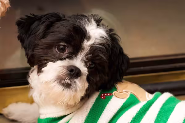 Fotos de filhote de Lhasa Apso conquistam os nossos corações