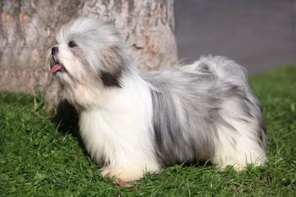 Filhote de Lhasa Apso pode ter pelos longos e compridos na vida adulta