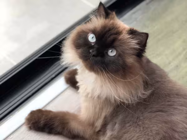 A raça Himalaia também está na lista de gatos braquicefálicos