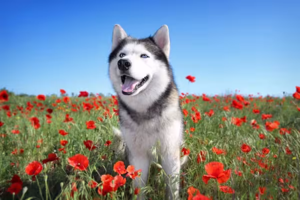 O Husky Siberiano tem os olhos claros e pode ser um pouco teimoso