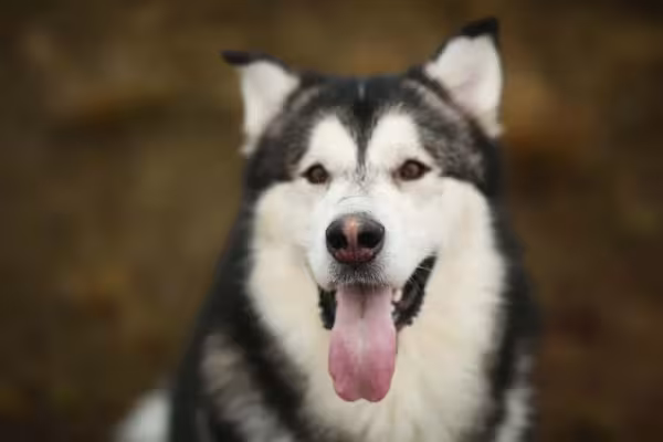 O Malamute do Alasca tem os olhos mais escuros e uma personalidade tranquila e obediente