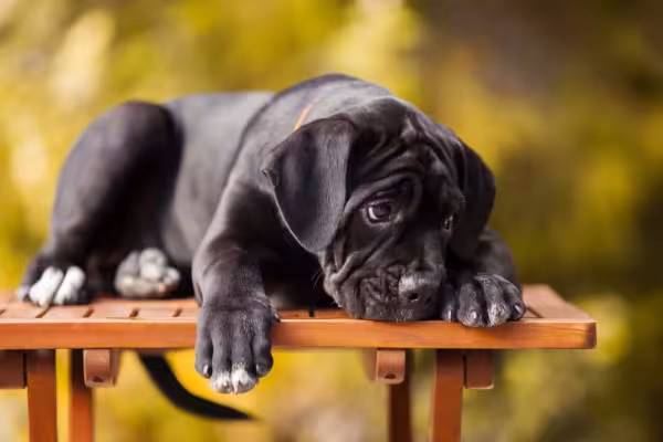 Cane Corso filhote deitado numa mesa de madeira