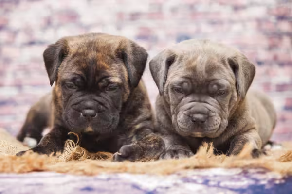 Cane Corso tigrado e marrom