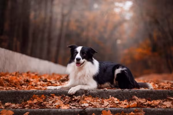 A raça de cachorro Border Collie tem pelo comprido, liso, focinho longo e tamanho médio