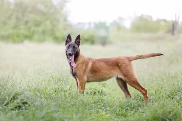 O Pastor Belga Malinois é um dos mais populares da raça