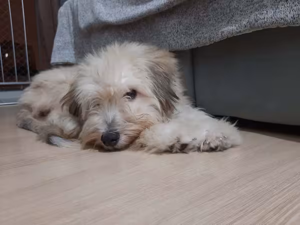 O vira-lata peludo sempre é muito charmoso, que nem a Brisa