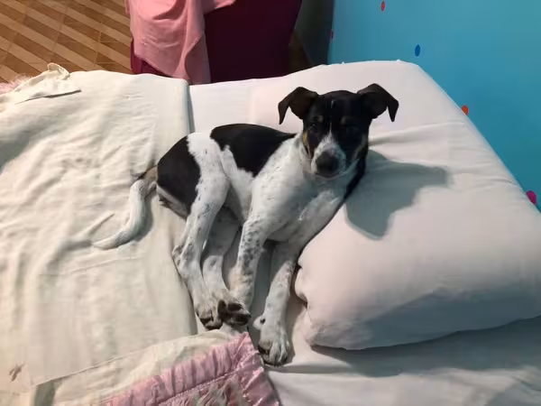 O cachorro vira-lata é sinônimo de amor e carinho, e a Baunilha é a prova disso